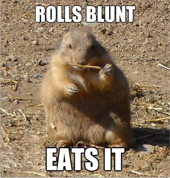 Prairie dog meme - rolls blunt eats it