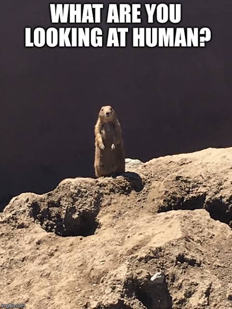 Prairie dog meme - what are you looking at human