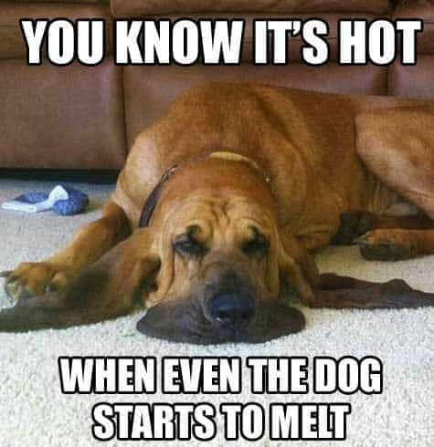 Sad dog meme - you know it's hot when even the dog starts to melt