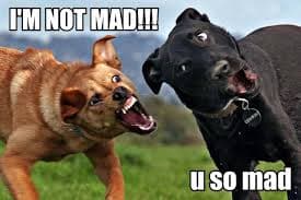 Top Angry Dog Memes