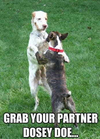 grab your partner dosey doe... Dancing dog meme 