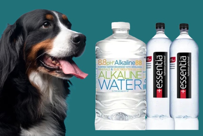 can dogs drink alkaline water