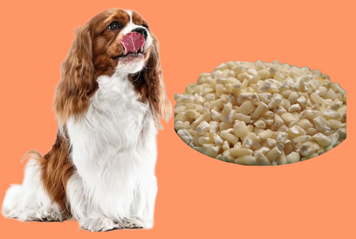 can dogs eat hominy