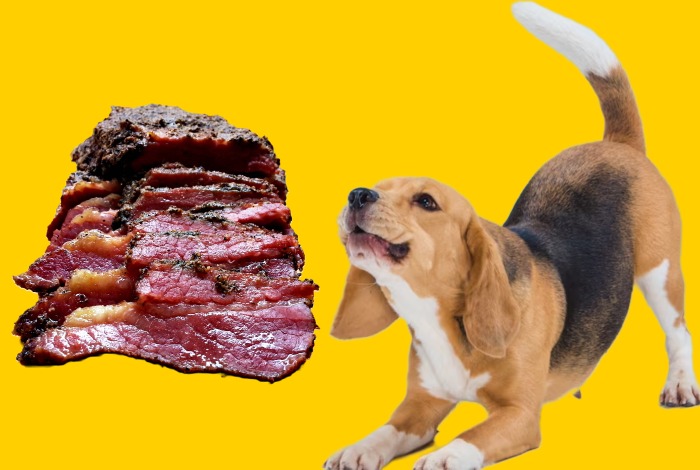 can dogs eat pastrami