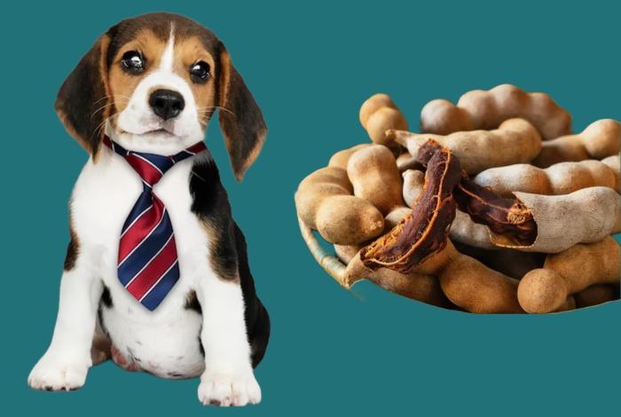 can dogs eat tamarind