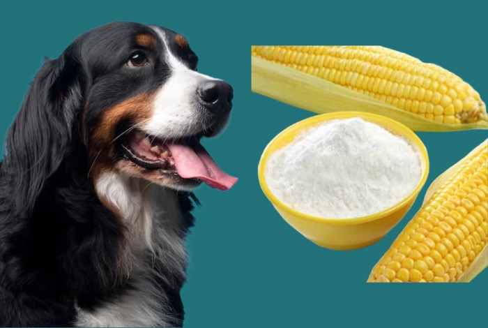 can dogs have cornstarch