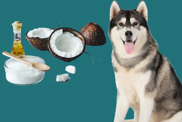 Coconut oil for my dog