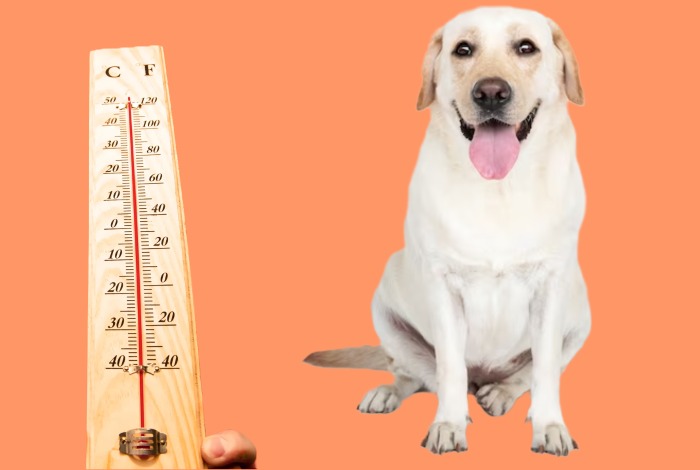 can you board a dog in heat