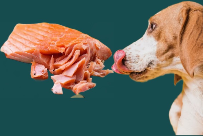 can dogs have smoked salmon