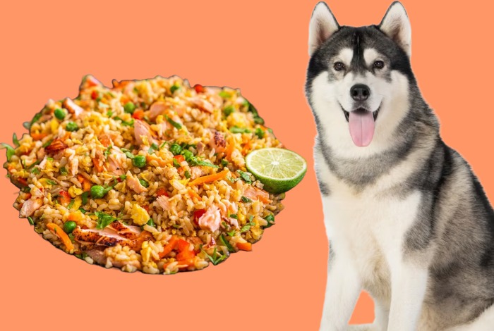 can dogs eat fried rice