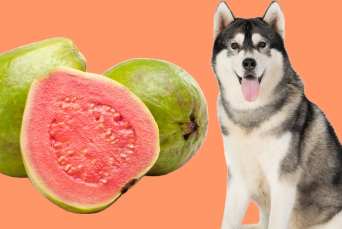 can dogs eat guava