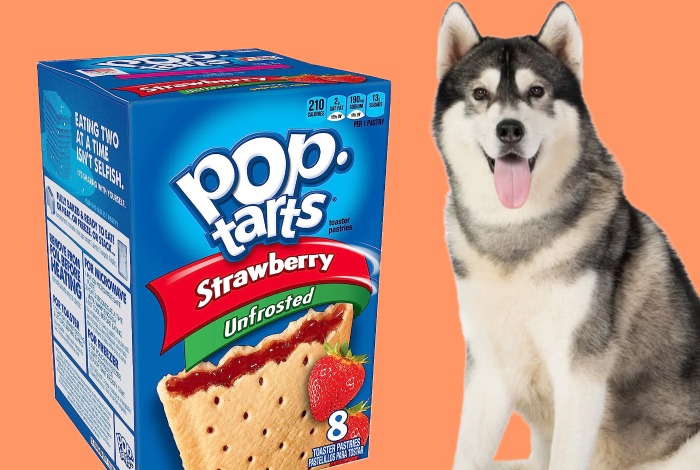 can dogs eat pop tarts