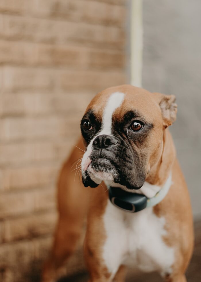 Boxer Pitbull