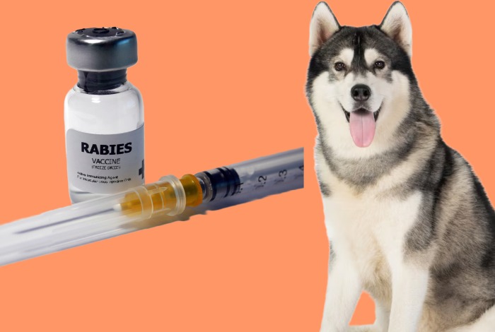 a dog next to a syringe and a bottle