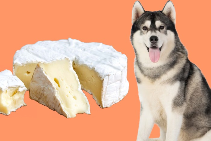 can dogs eat brie cheese