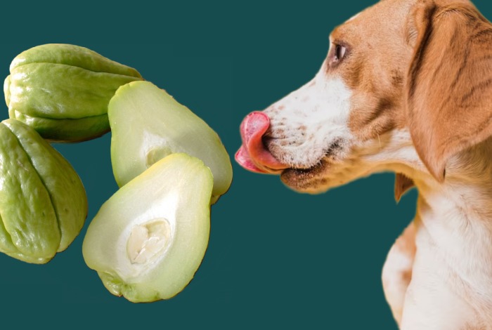 can dogs eat chayote