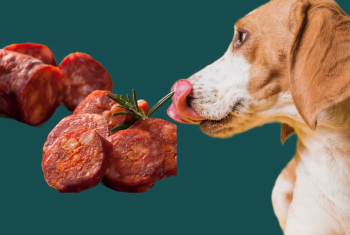 can dogs eat chorizo