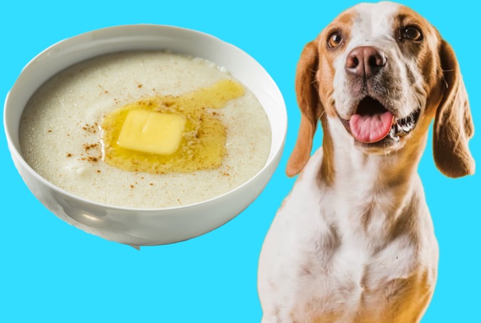 can dogs eat cream of wheat