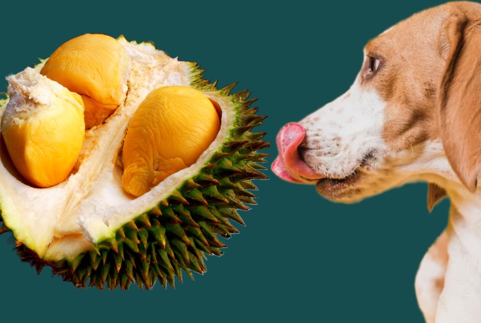 can dogs eat durian