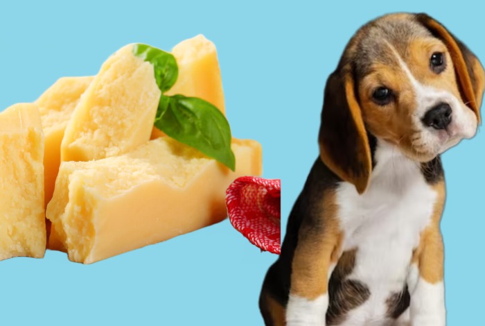 can dogs eat parmesan cheese