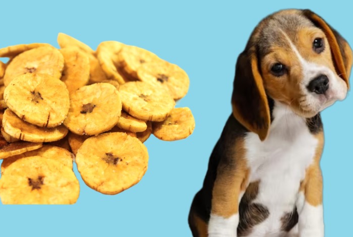 can dogs eat plantain chips