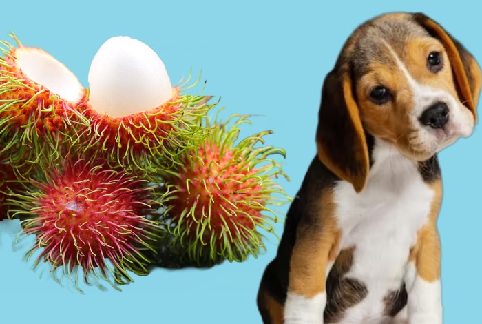 can dogs eat rambutan