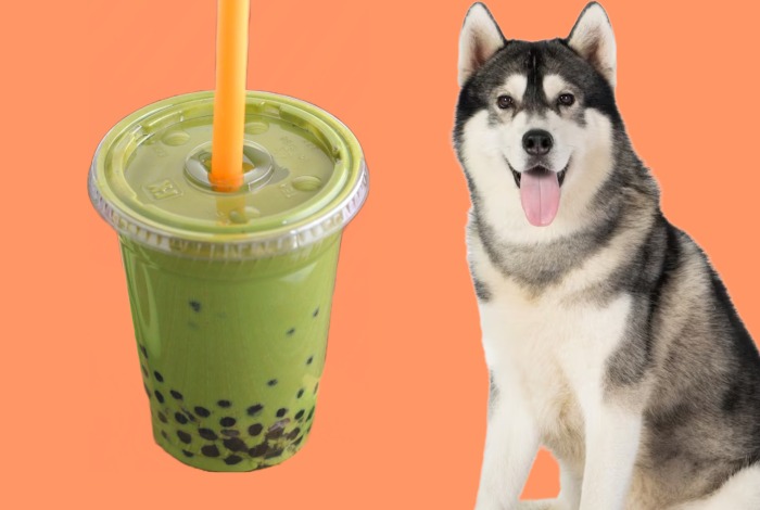 can dogs have boba