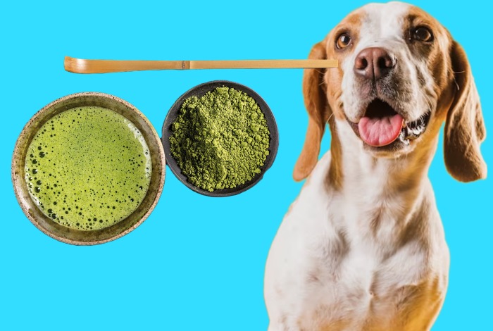 Can Dogs Eat Matcha? According To Experts