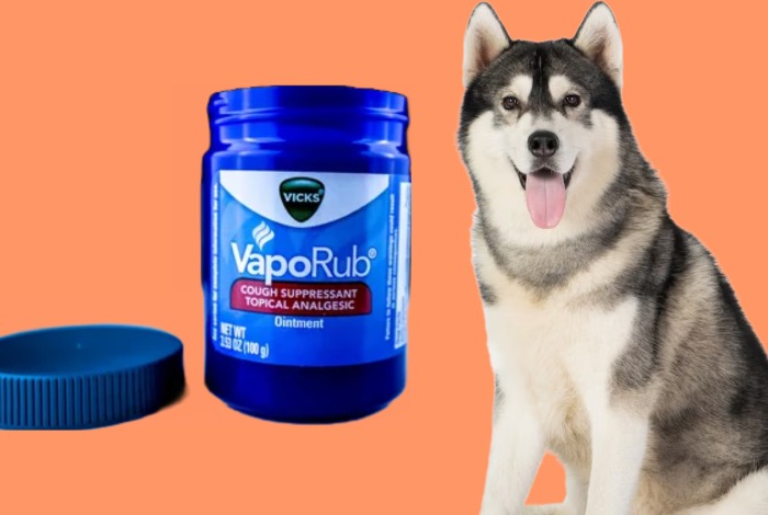 can vicks kill dogs