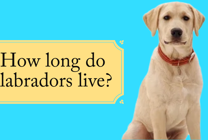 how long do labradors live