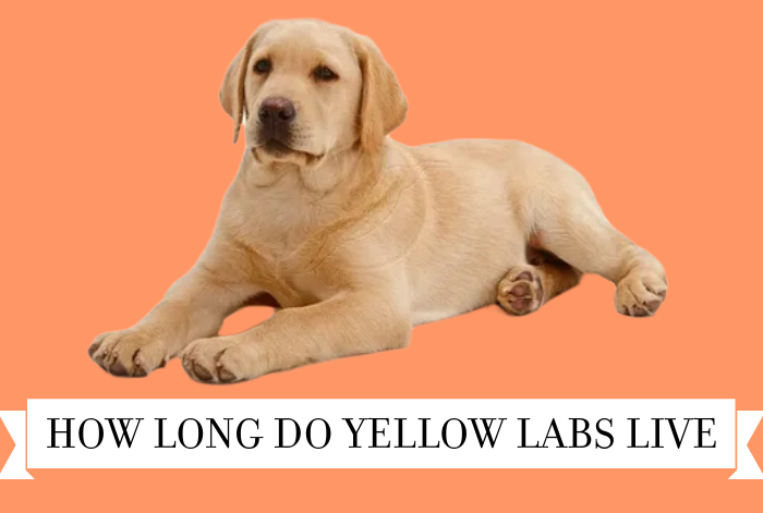 how long do yellow labs live