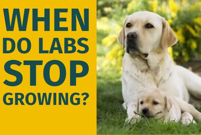 when do labs stop growing