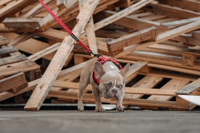 Dog Collars for French Bulldogs