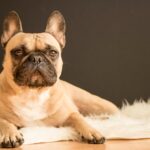 French Bulldog Decor