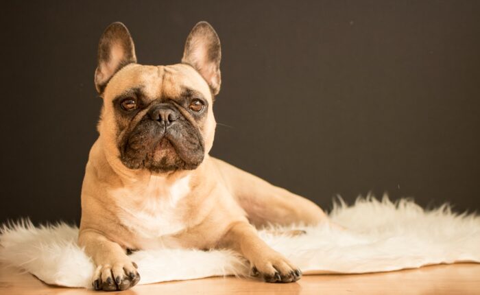 French Bulldog Statues