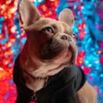 French Bulldog Art