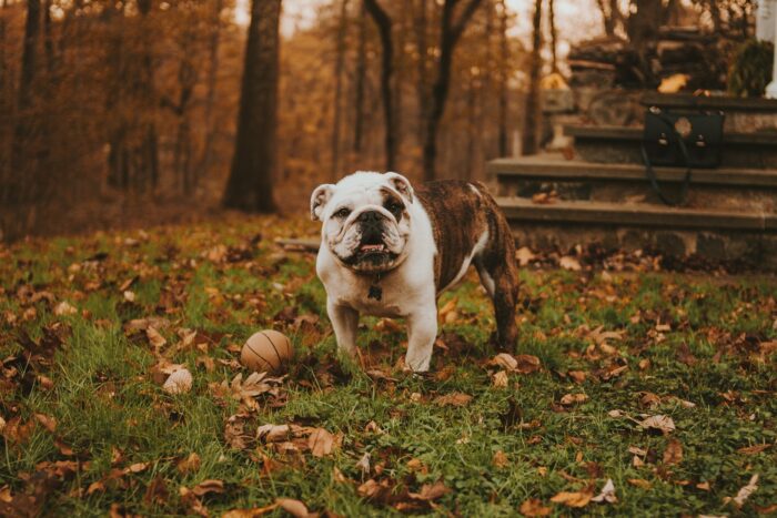 Sable French Bulldog