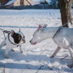 Fluffy French Bulldogs for Sale