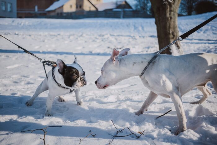 Fluffy French Bulldogs for Sale