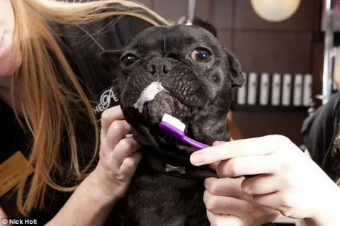 Best Brush for French Bulldogs