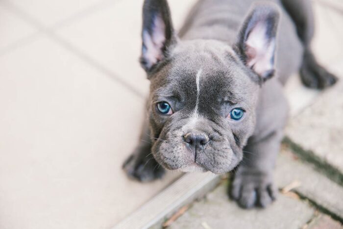 French Bulldogs with Blue Eyes