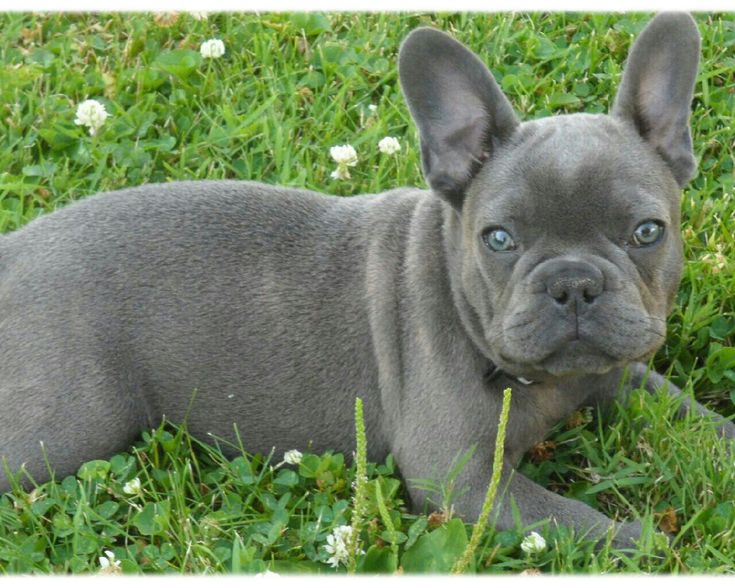 Blue-Eyed Gray French Bulldog