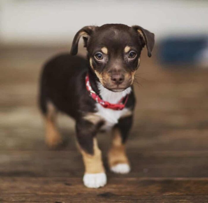 Chihuahua Pug Mix