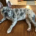 Chocolate Merle French Bulldogs