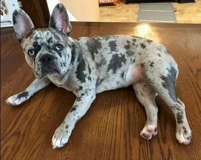 Chocolate Merle French Bulldogs