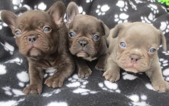 Chocolate and Tan French Bulldogs