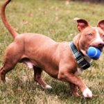 Dachshund Pitbull Mix