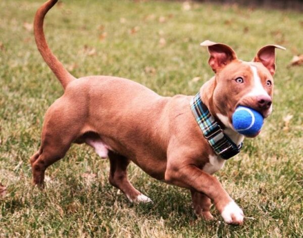 Dachshund Pitbull Mix