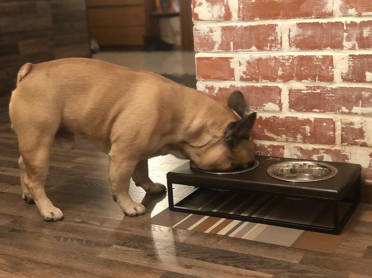 Dog Bowls for French Bulldog