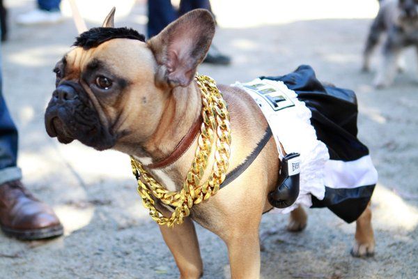 Dog Costumes for French Bulldogs